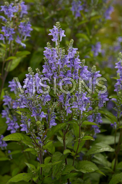 Scutellaria incana