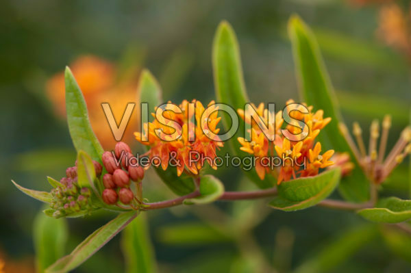 Asclepias tuberosa