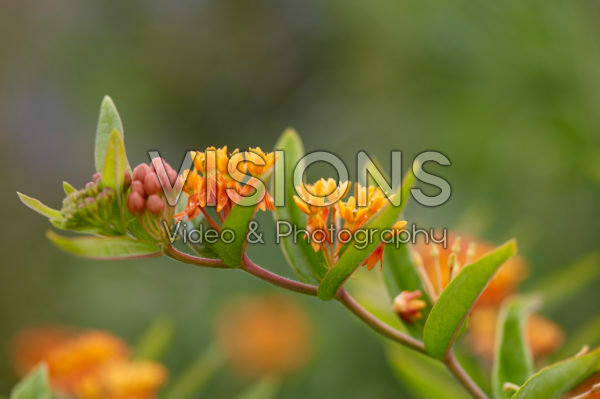 Asclepias tuberosa