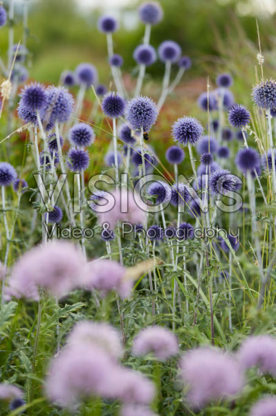 Echinops ritro Veitch's Blue