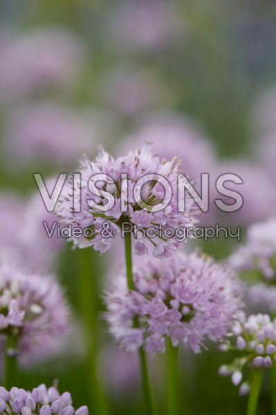Allium Summer Beauty Allium Summer Beauty