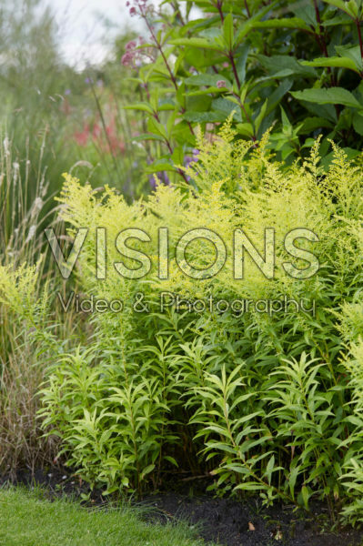 Solidago Golden Mosa Solidago Golden Mosa