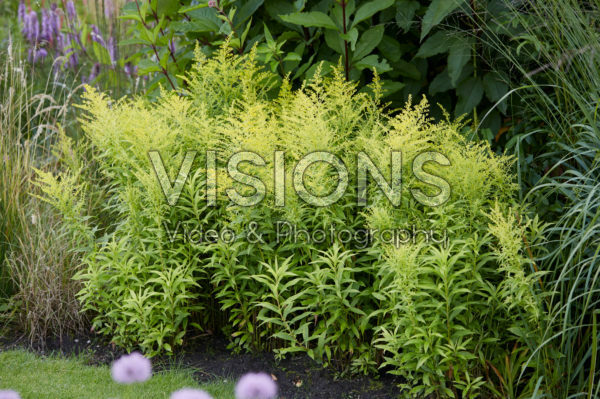 Solidago Golden Mosa Solidago Golden Mosa