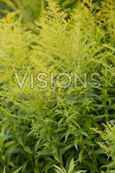 Solidago Golden Mosa
