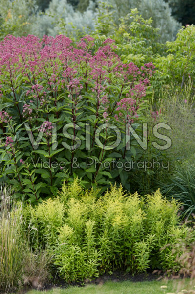 Eupatorium maculatum Riesenschirm Eupatorium maculatum Riesenschirm