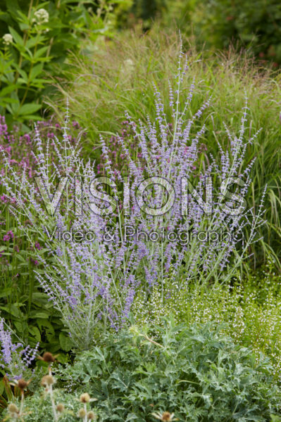 Perovskia atriplicifolia Little Spire® Perovskia atriplicifolia Little Spire®