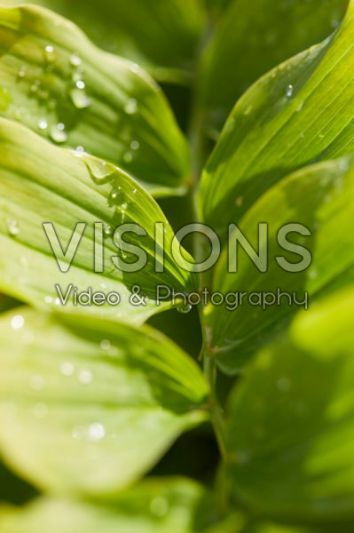 Polygonatum x hybridum Weihenstephan