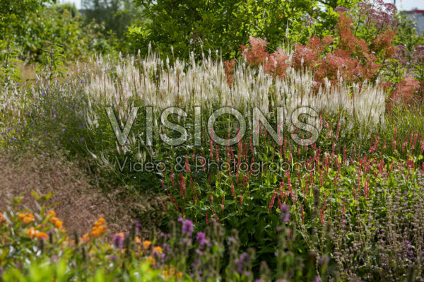 Veronicastrum virginicum Diana