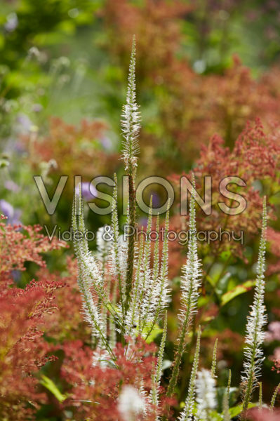 Veronicastrum virginicum Diana Veronicastrum virginicum Diana