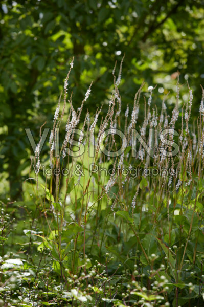 Persicaria amplexicaulis Alba Persicaria amplexicaulis Alba
