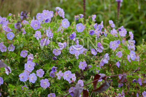 Geranium Rozanne Geranium Rozanne