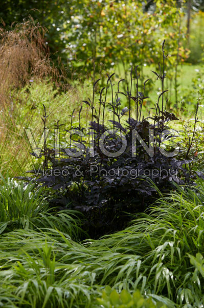 Actaea simplex Brunette Actaea simplex Brunette