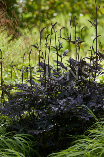 Actaea simplex Brunette