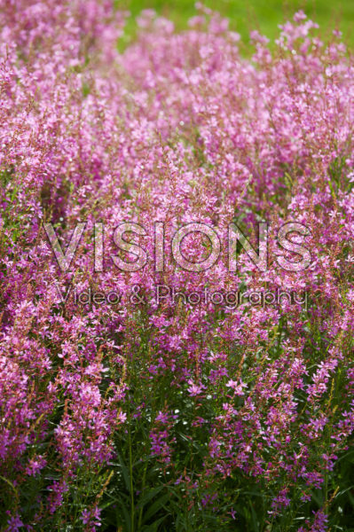 Lythrum salicaria Swirl Lythrum salicaria Swirl