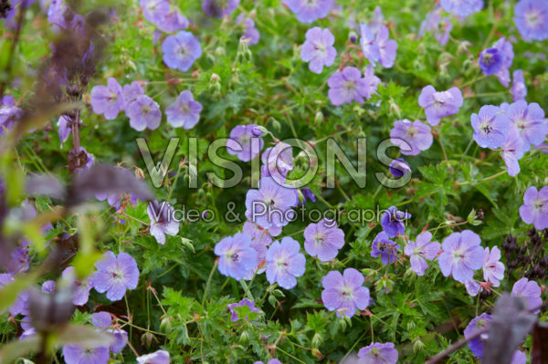 Geranium Rozanne