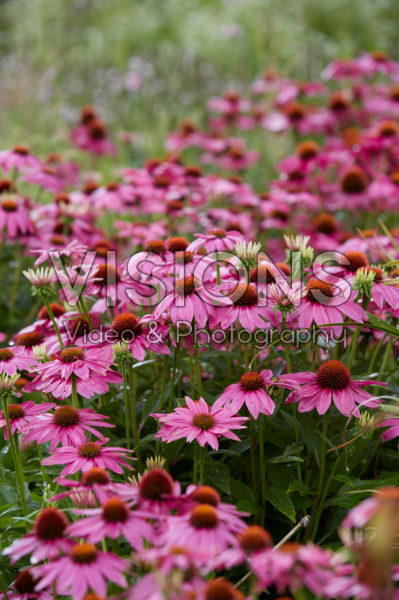 Echinacea Echinacea