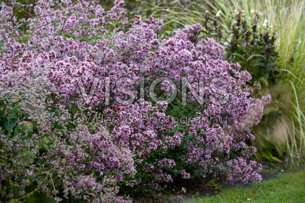 Origanum laevigatum Herrenhausen Origanum laevigatum Herrenhausen
