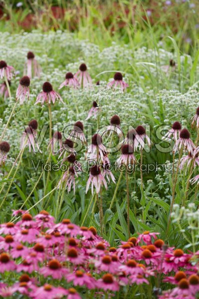 Echinacea pallida Echinacea pallida
