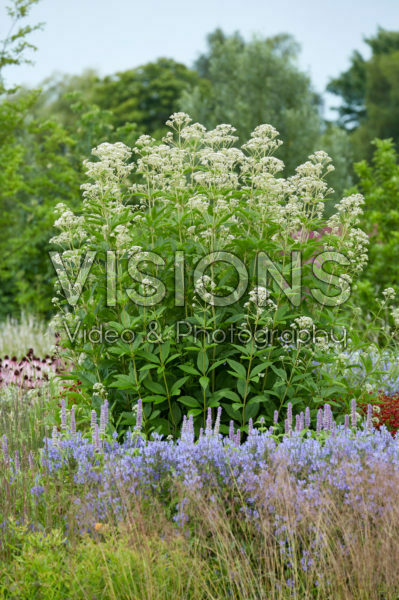 Eupatorium maculatum Snowball® Eupatorium maculatum Snowball®