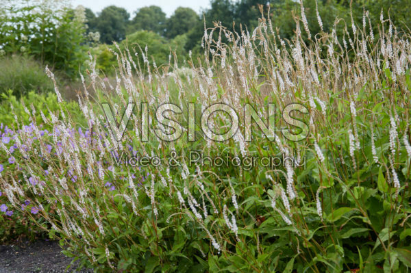 Persicaria amplexicaulis Alba Persicaria amplexicaulis Alba