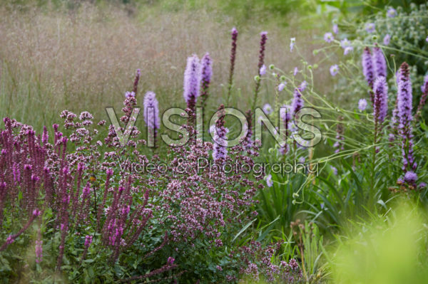 Vaste planten border Vaste planten border