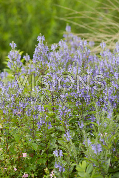 Scutellaria incana