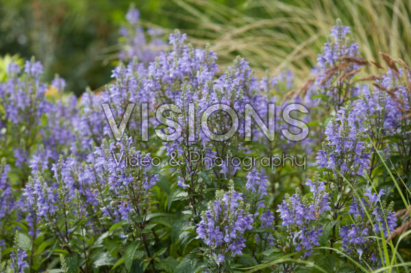 Scutellaria incana Scutellaria incana