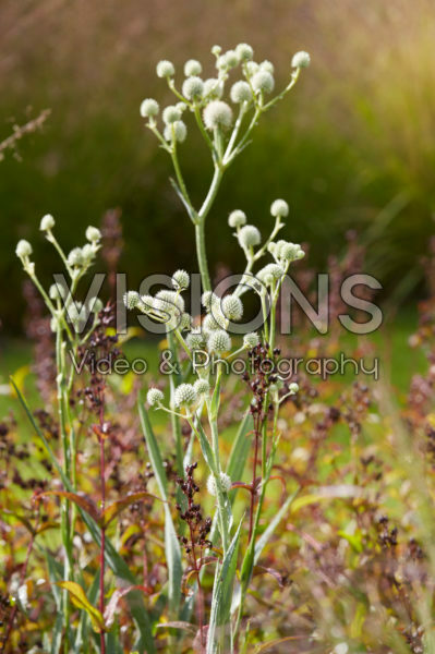 Eryngium yuccifolium