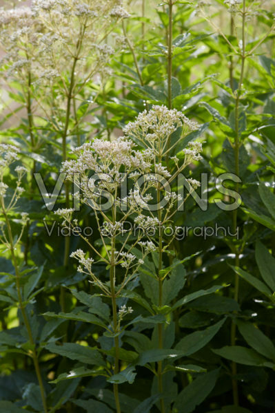 Eupatorium maculatum Snowball®