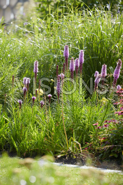 Liatris spicata Liatris spicata