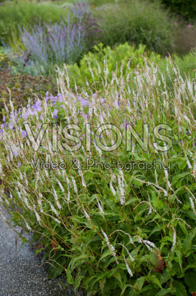 Persicaria amplexicaulis Alba Persicaria amplexicaulis Alba