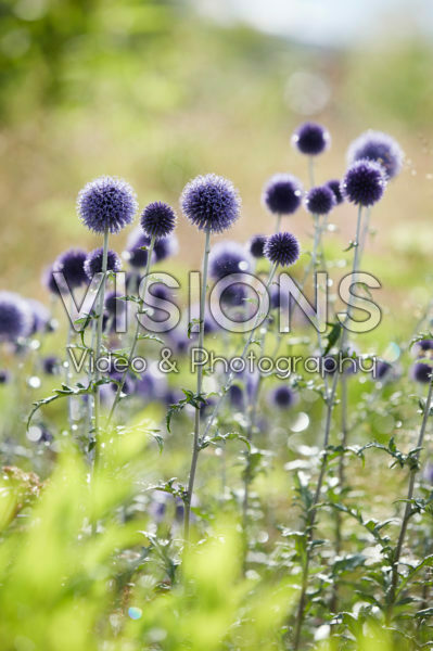 Echinops ritro Veitch's Blue