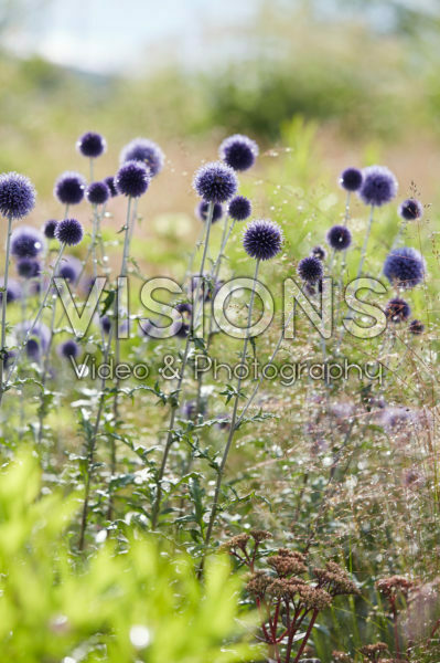 Echinops ritro Veitch's Blue