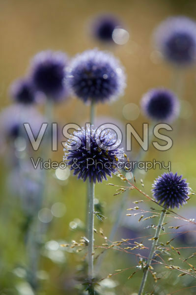 Echinops ritro Veitch's Blue