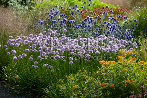 Allium Summer Beauty, Echinops ritro Veitch's Blue