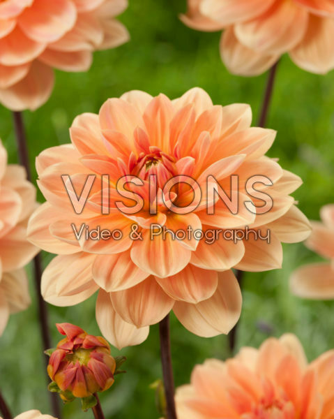 Dahlia Apricot Desire