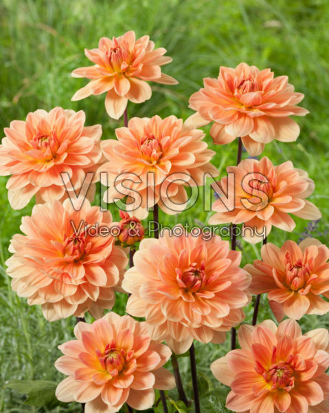 Dahlia Apricot Desire