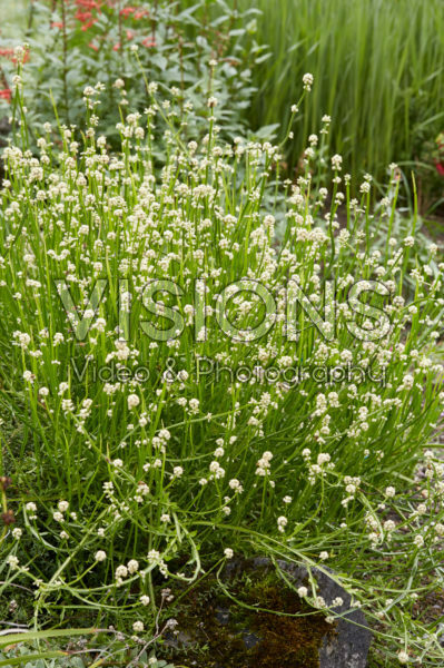 Baccharis sagittalis