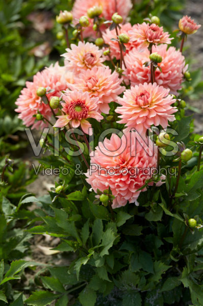Dahlia Gallery Leonardo®