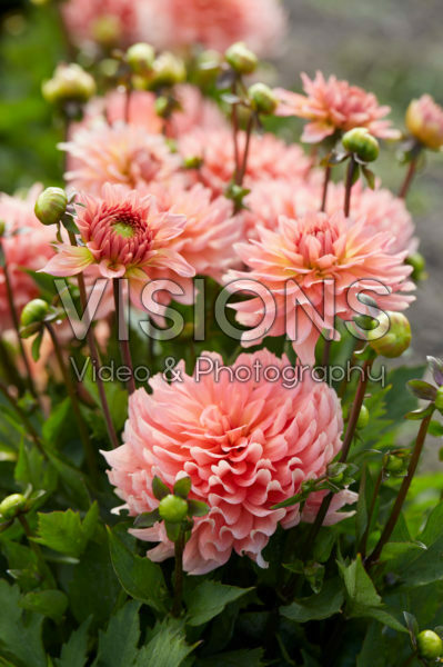 Dahlia Gallery Leonardo® Dahlia Gallery Leonardo®