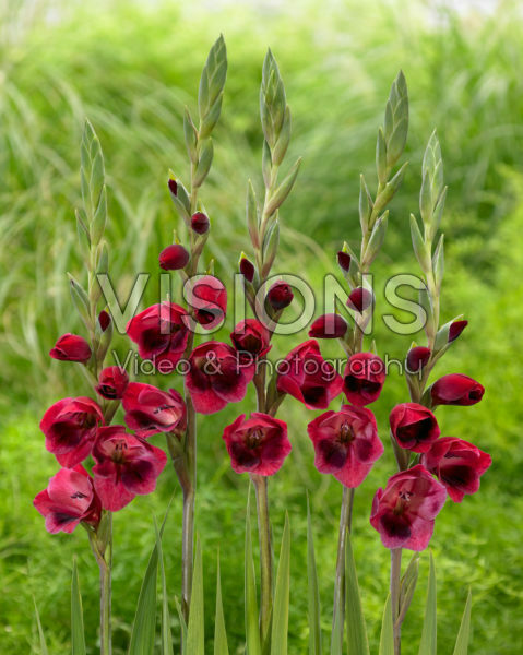 Gladiolus papilio Ruby Red Gladiolus papilio Ruby Red