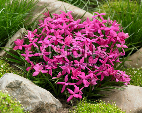 Rhodohypoxis milloides Paula