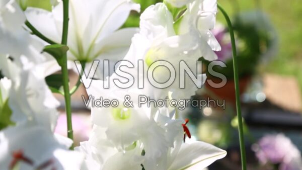  VIDEO Gladiolus