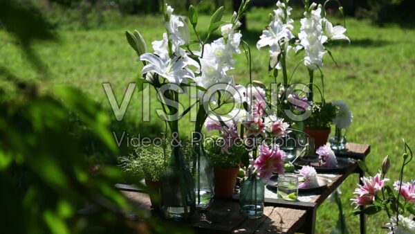  VIDEO Summer flowers