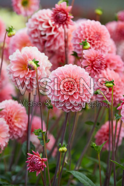 Dahlia Doris Duke Dahlia Doris Duke