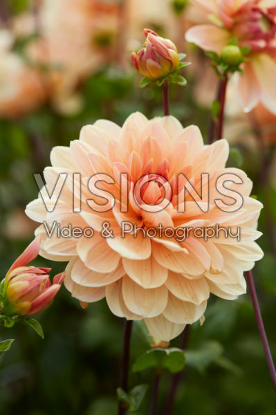 Dahlia Apricot Desire | Visions Pictures