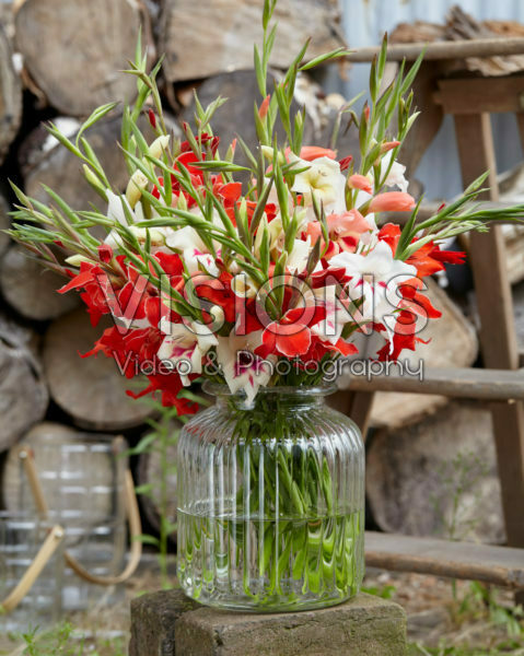 Gladiolus bouquet