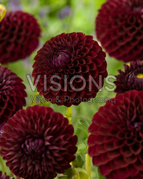 Dahlia Marston George