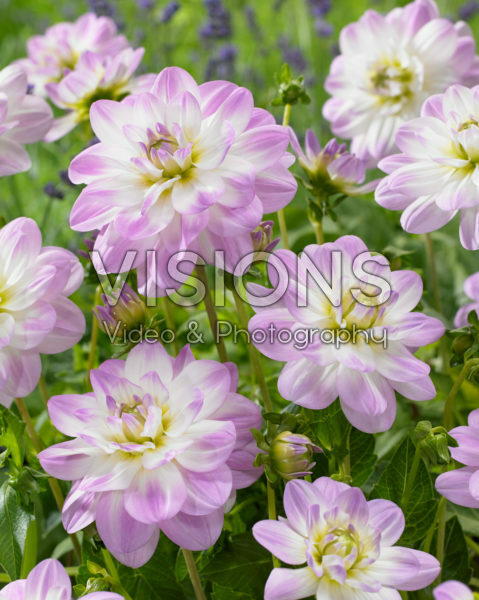 Dahlia Twilight Time Dahlia Twilight Time