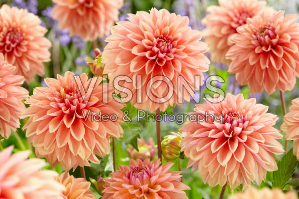 Dahlia Kick Off